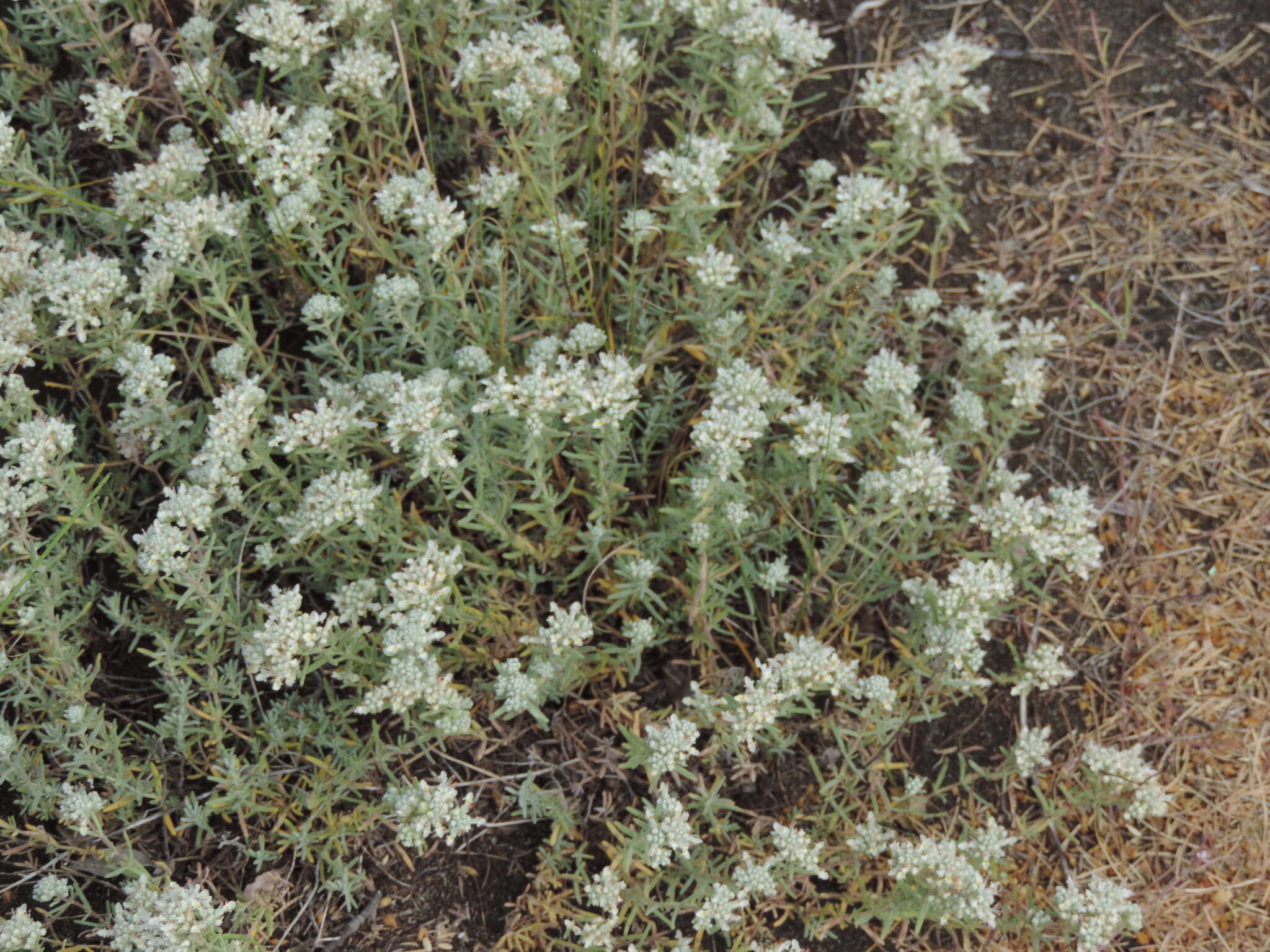 Sivun Teucrium capitatum subsp. capitatum kuva