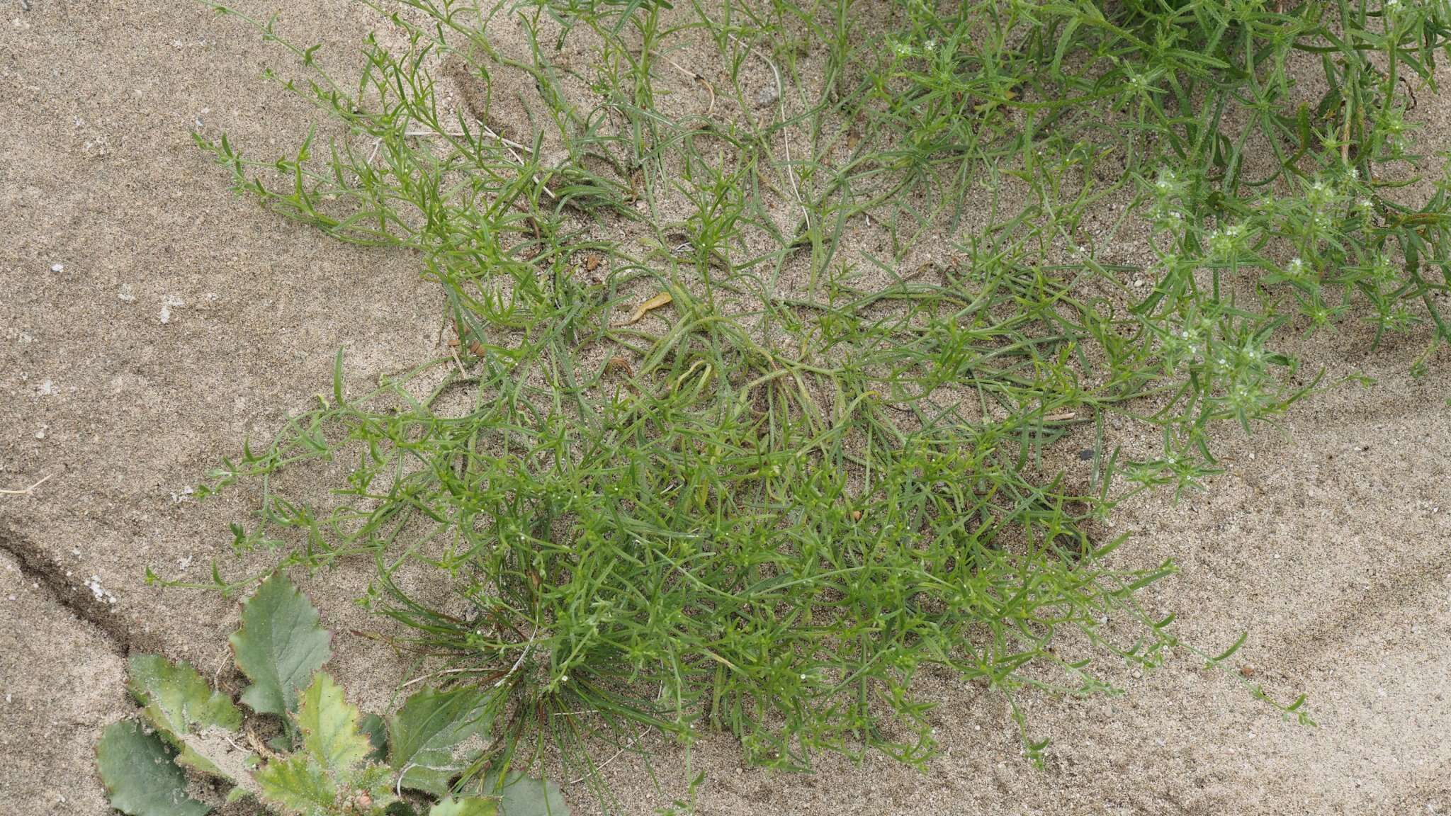 Image of curvenut combseed