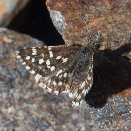 Image of Pyrgus ruralis (Boisduval 1852)