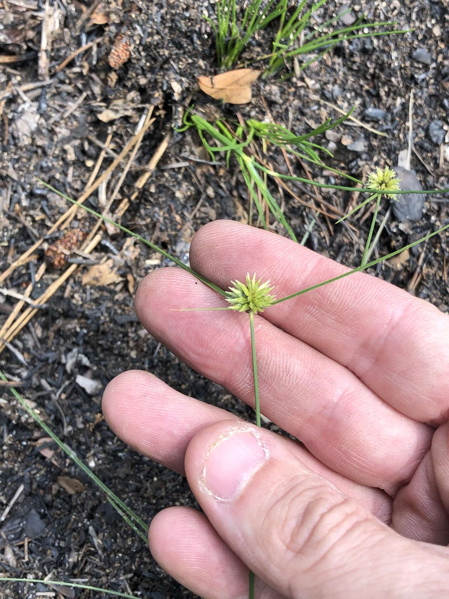 Image of Cyperus filiculmis Vahl