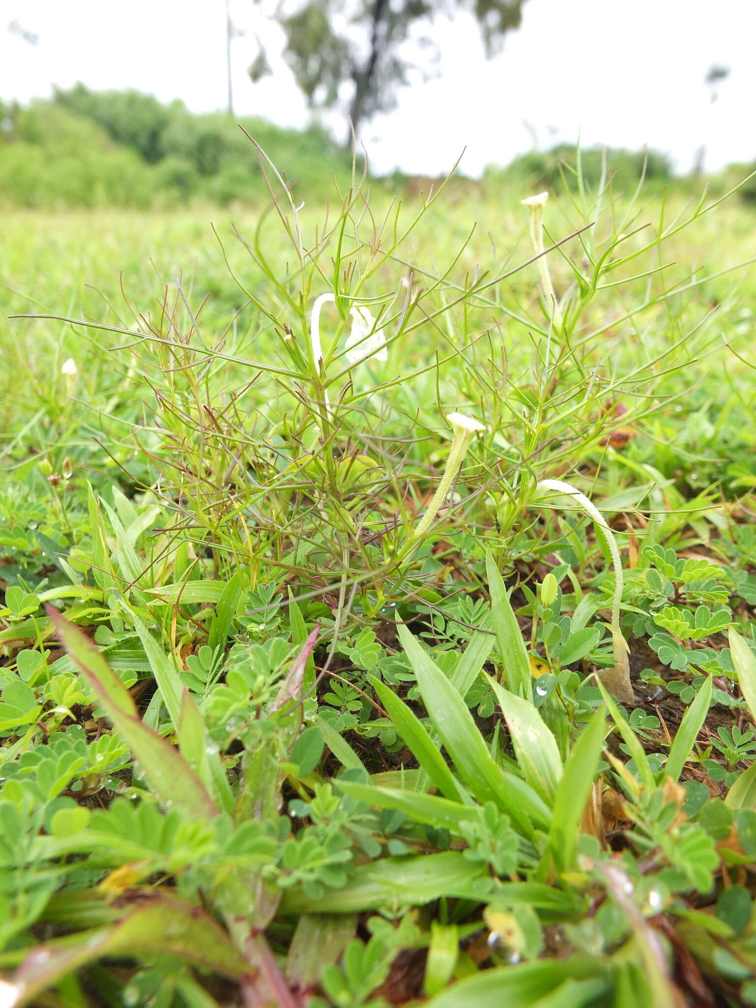 Image of Rhamphicarpa fistulosa (Hochst.) Benth.