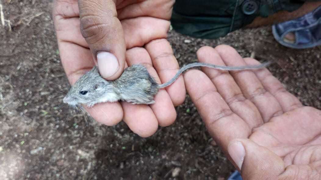 Image of Nelson's pocket mouse