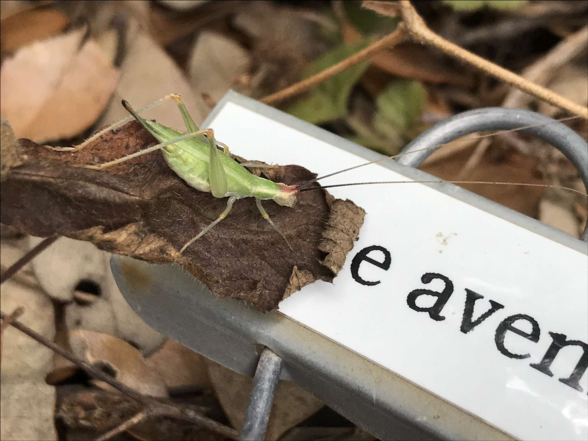 Image of Different-horned Tree Cricket