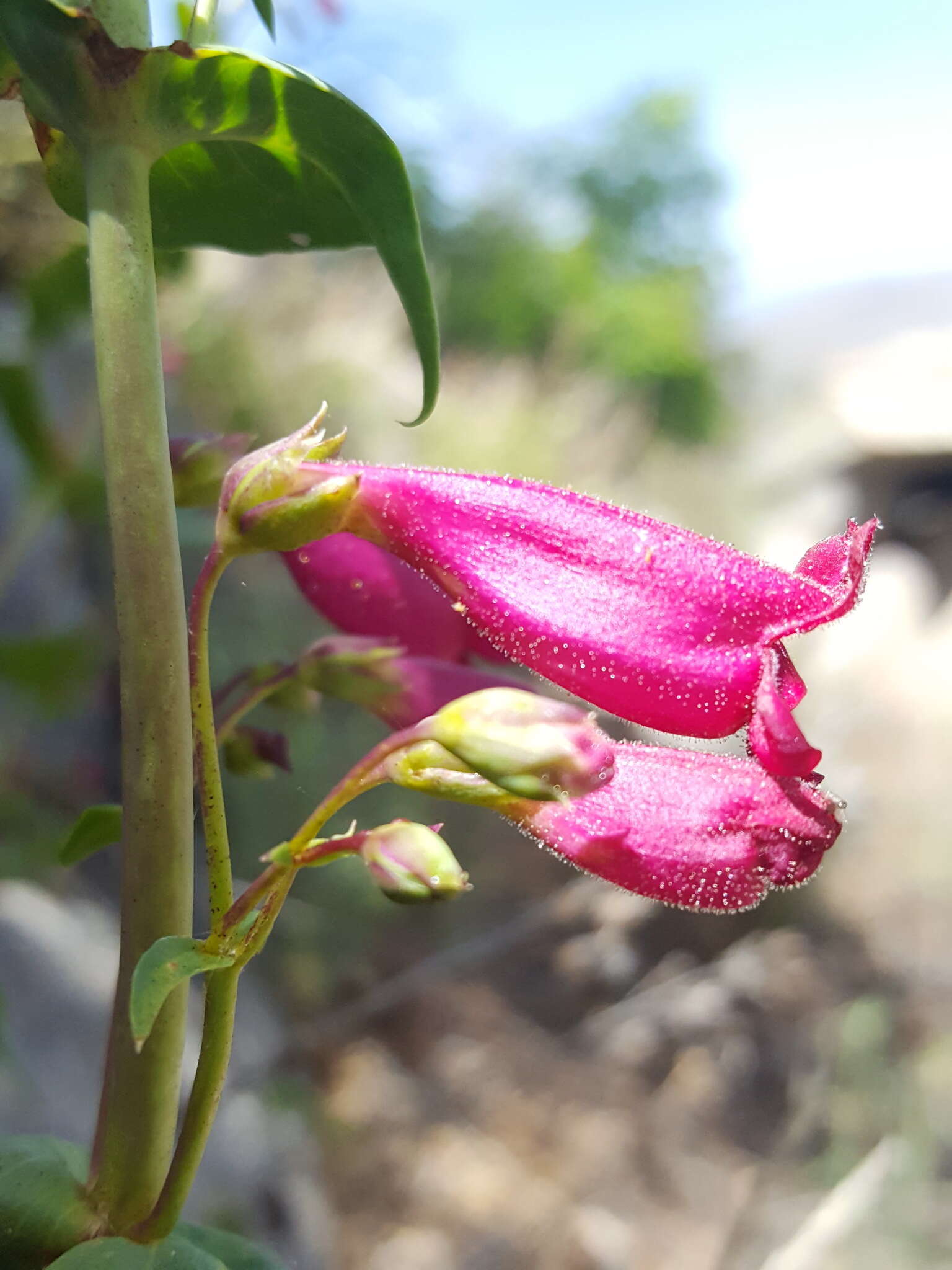 Image of desert penstemon