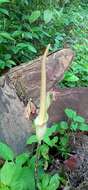 Amorphophallus variabilis Blume resmi