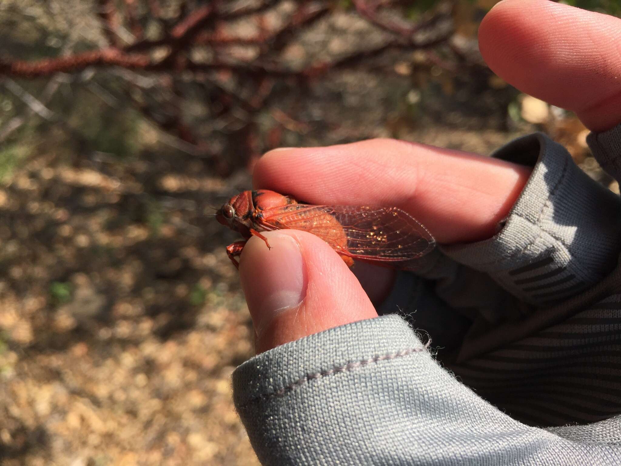 Okanagana arctostaphylae Van Duzee 1915 resmi