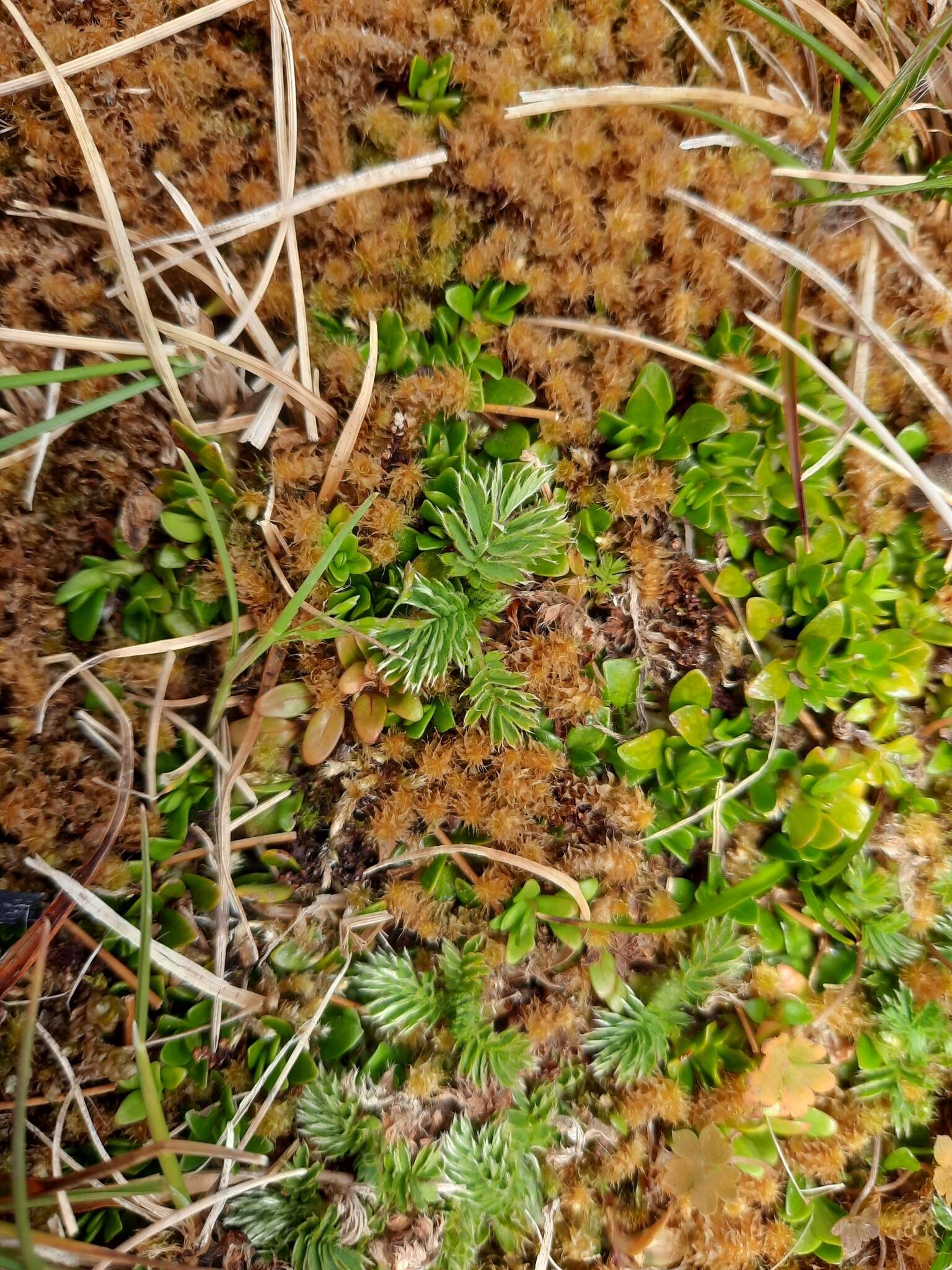 Plancia ëd Acaena minor var. antarctica (Cockayne) Allan