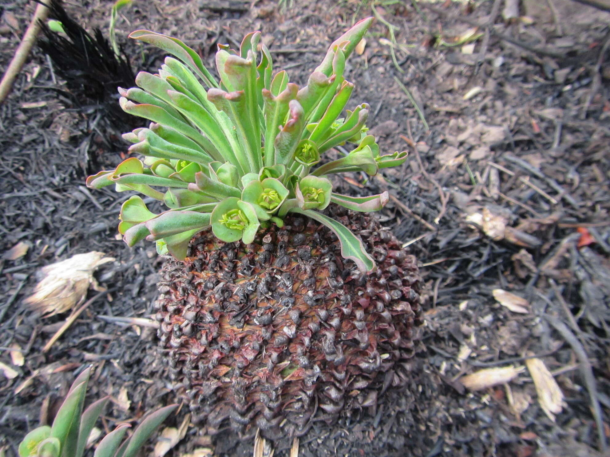 صورة Euphorbia bupleurifolia Jacq.