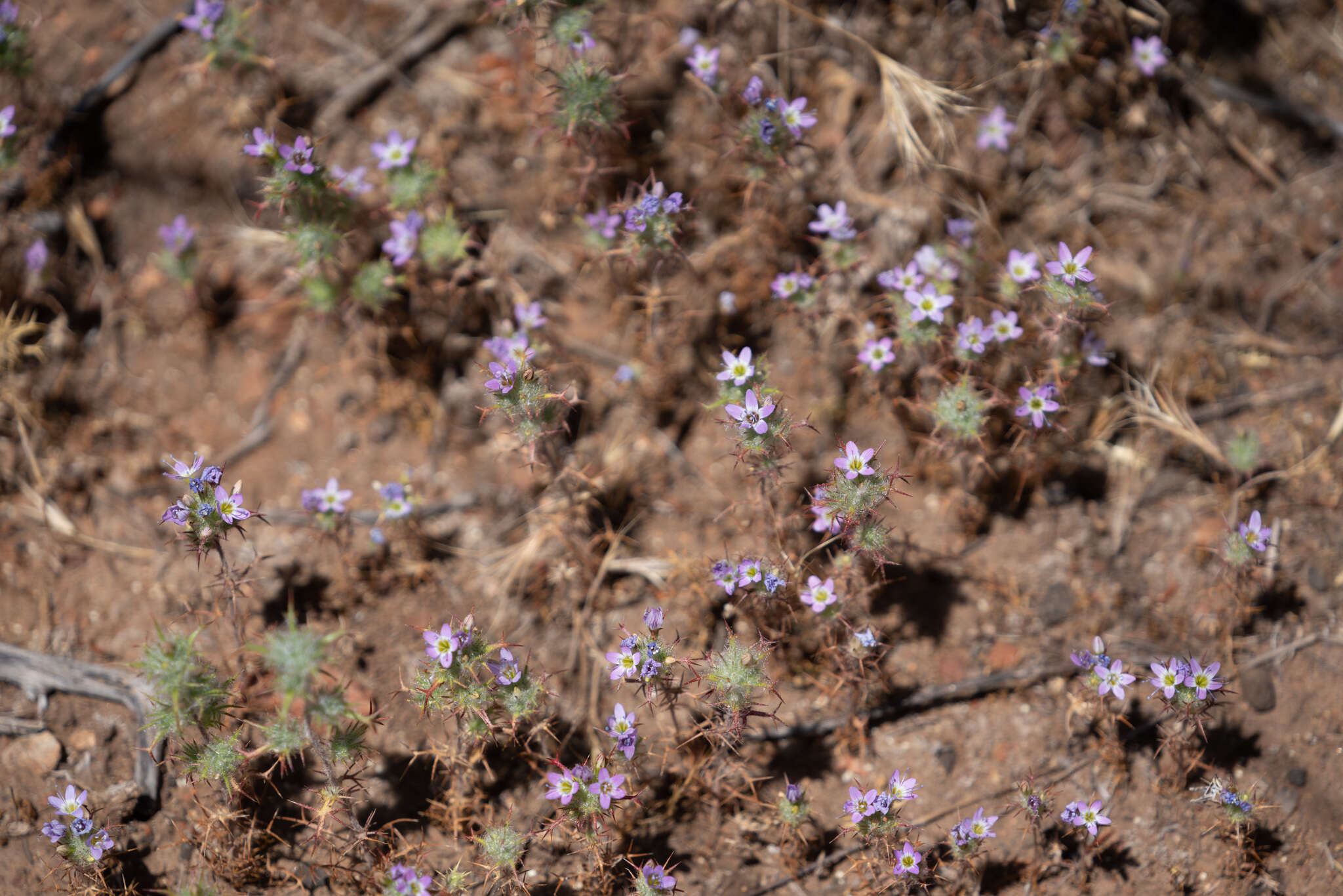 Image of hooked pincushionplant