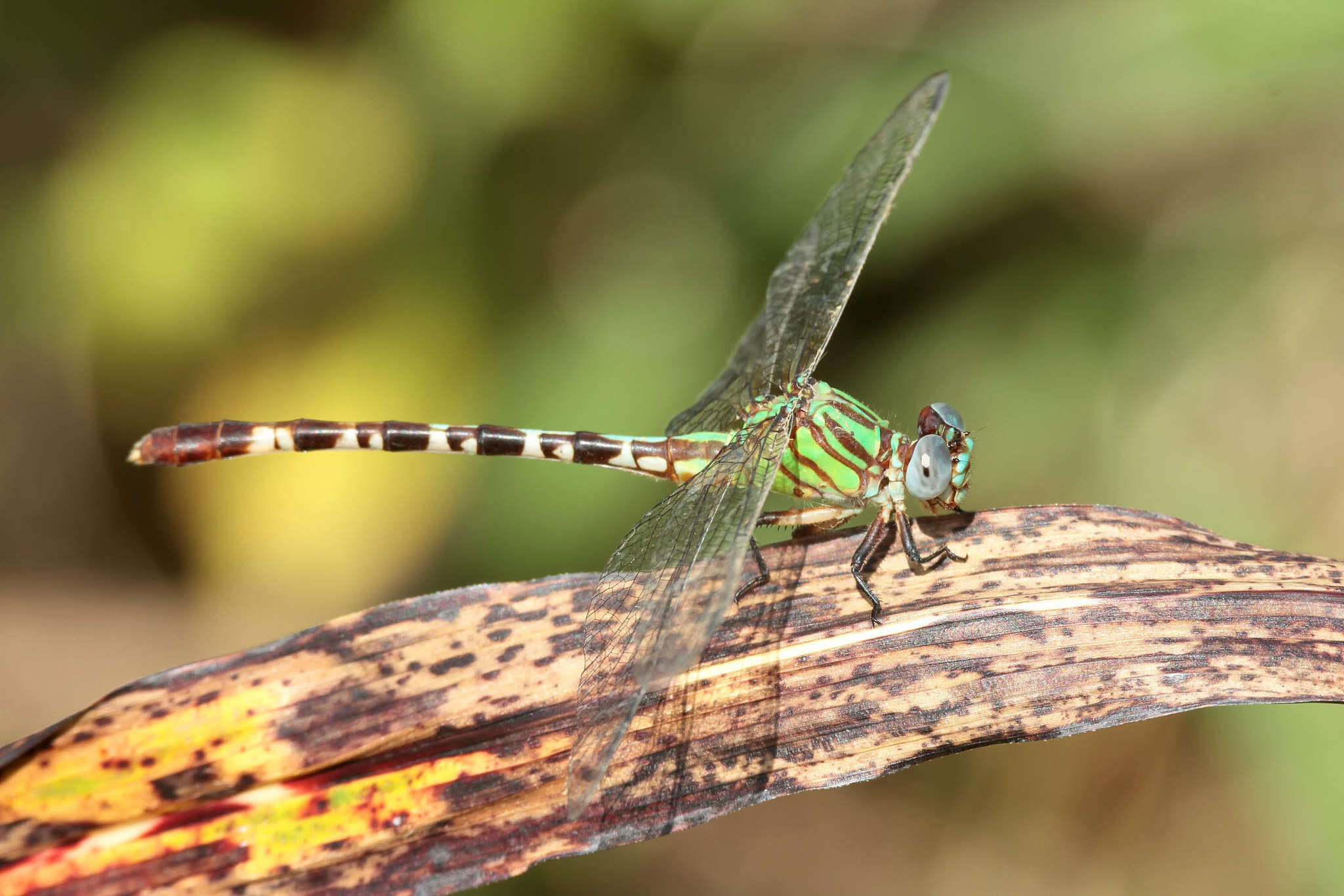 Image of Blue-faced Ringtail