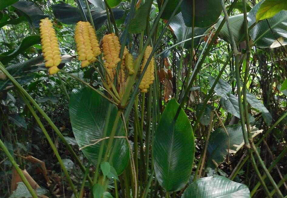 Image of rattlesnake plant