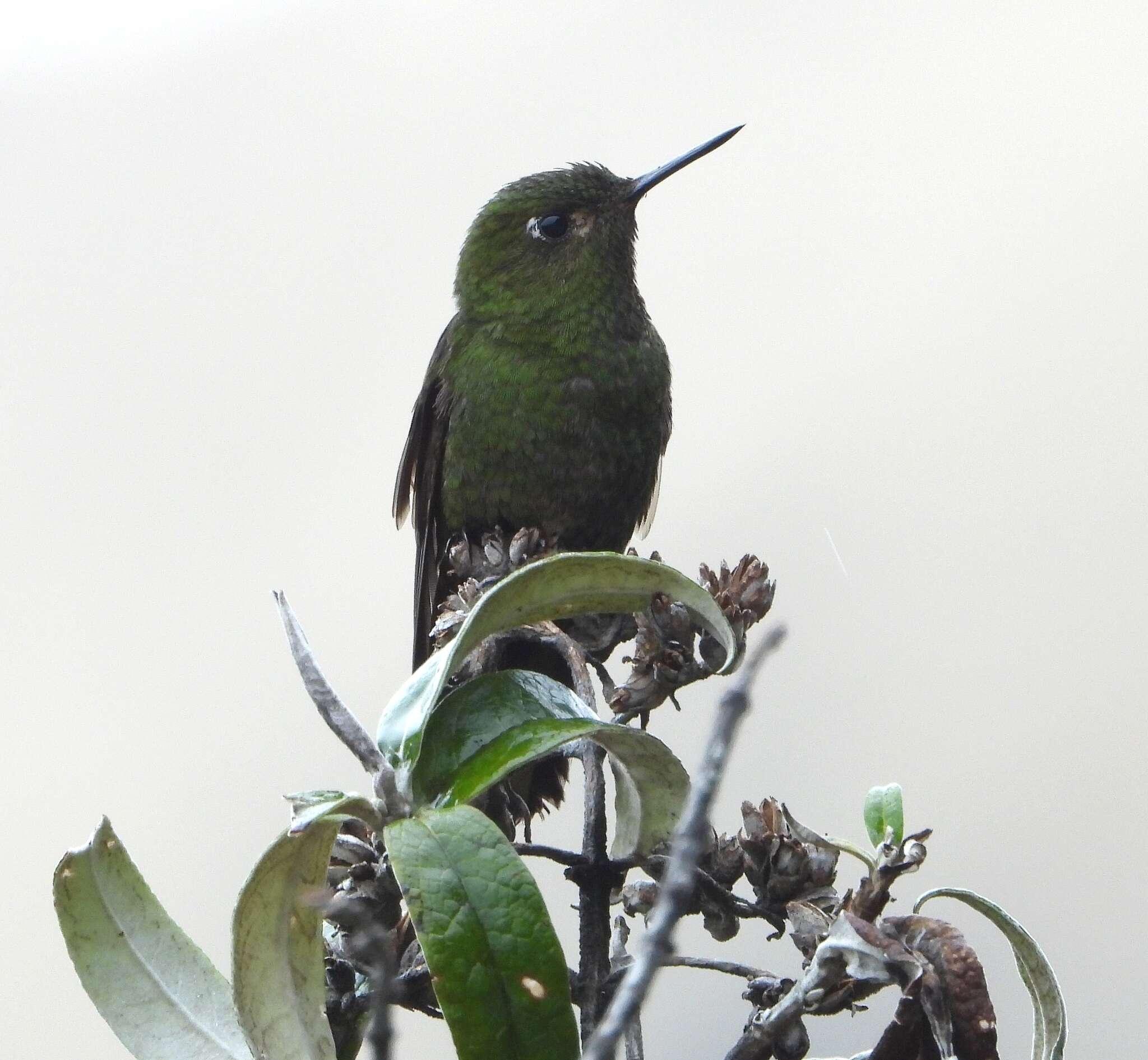 Image of Viridian Metaltail