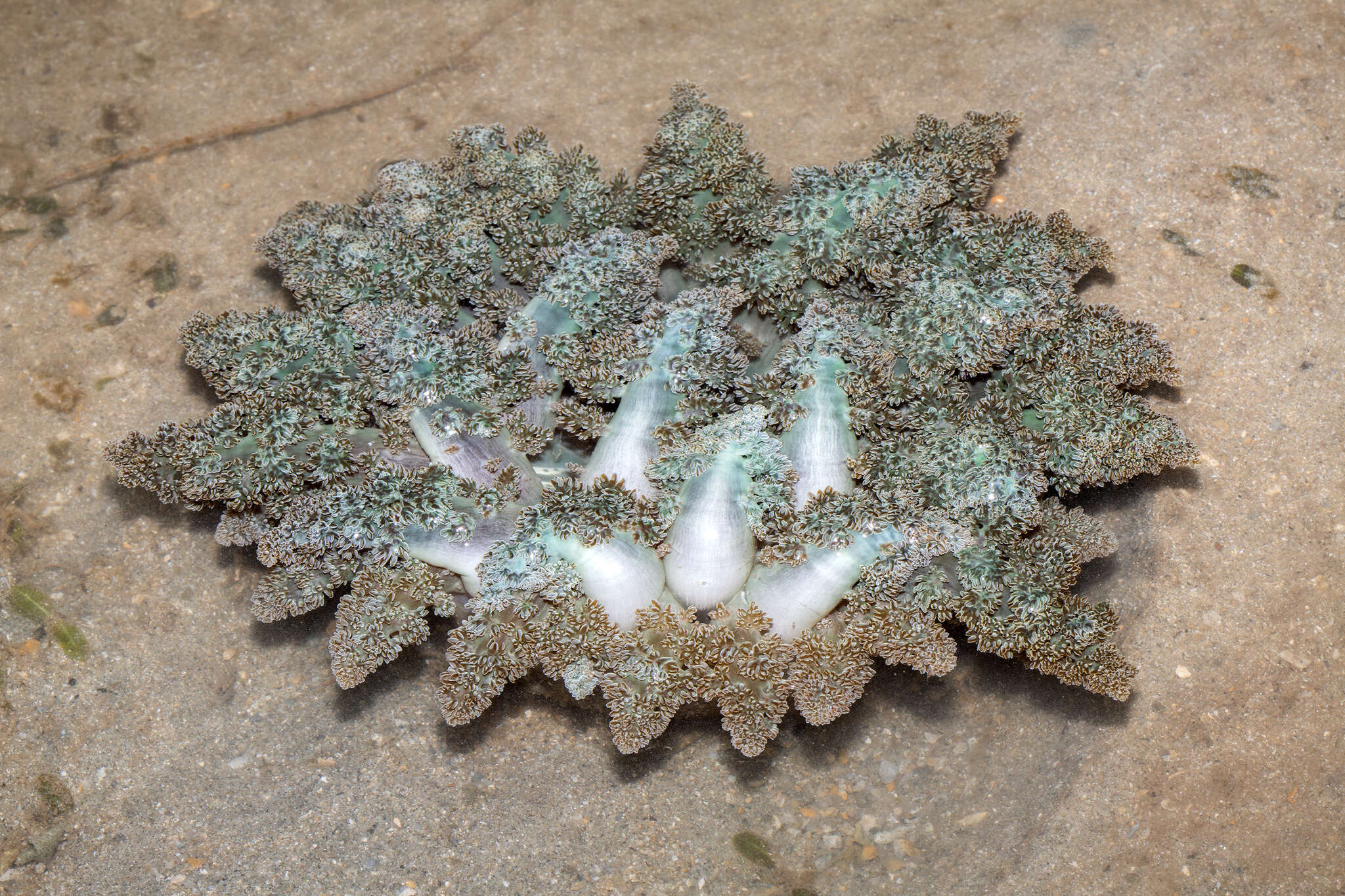 Image of tree anemone