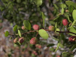 Image of Galápagos leatherleaf