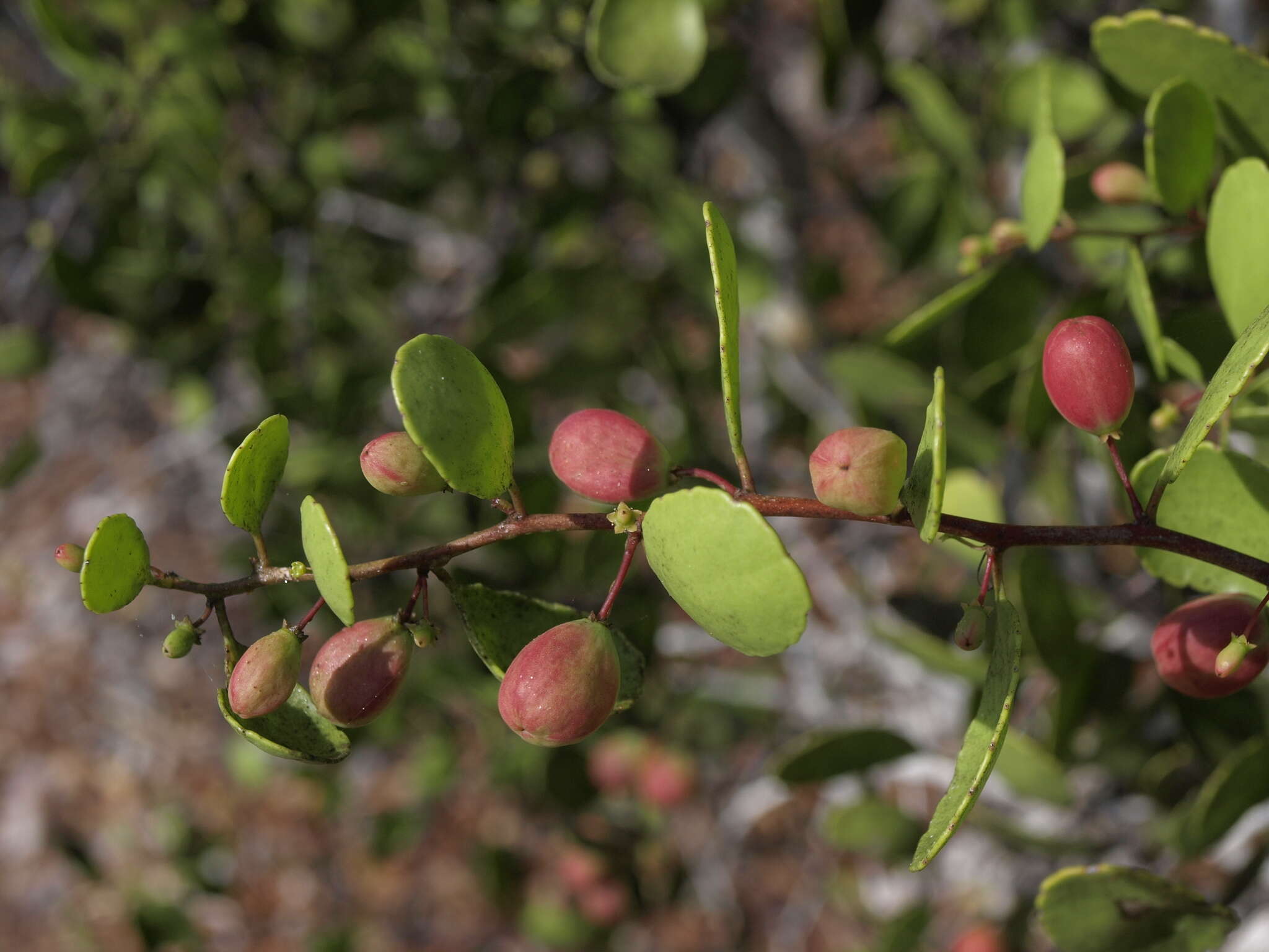 Image of Galápagos leatherleaf