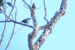 Image of Boyer's Cuckooshrike
