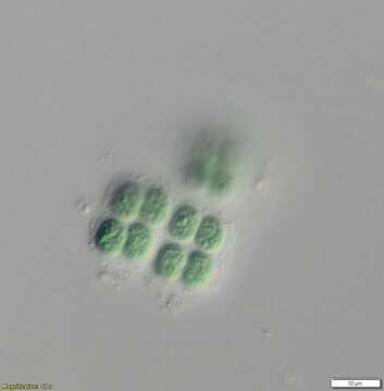 Merismopedia elegans A. Braun ex Kützing 1849的圖片