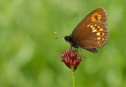 Image of Almond-eyed Ringlet