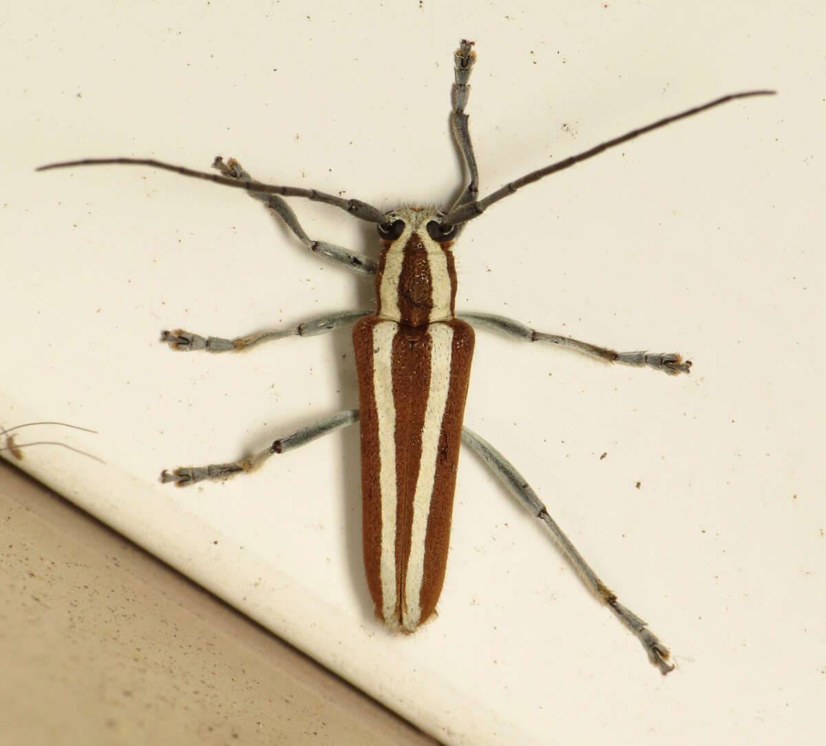 Image of Round-headed Apple Tree Borer