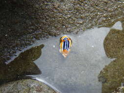 Image de Chromodoris magnifica (Quoy & Gaimard 1832)