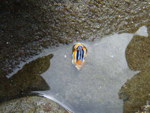 Image de Chromodoris magnifica (Quoy & Gaimard 1832)