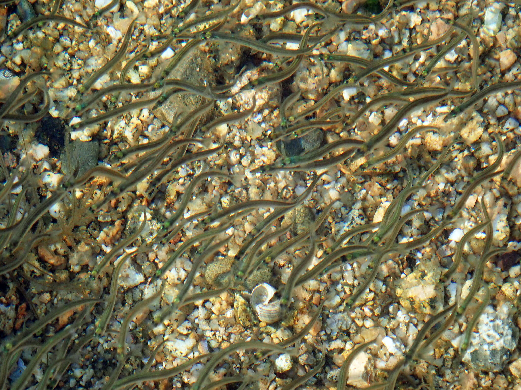 Image of American sand lance