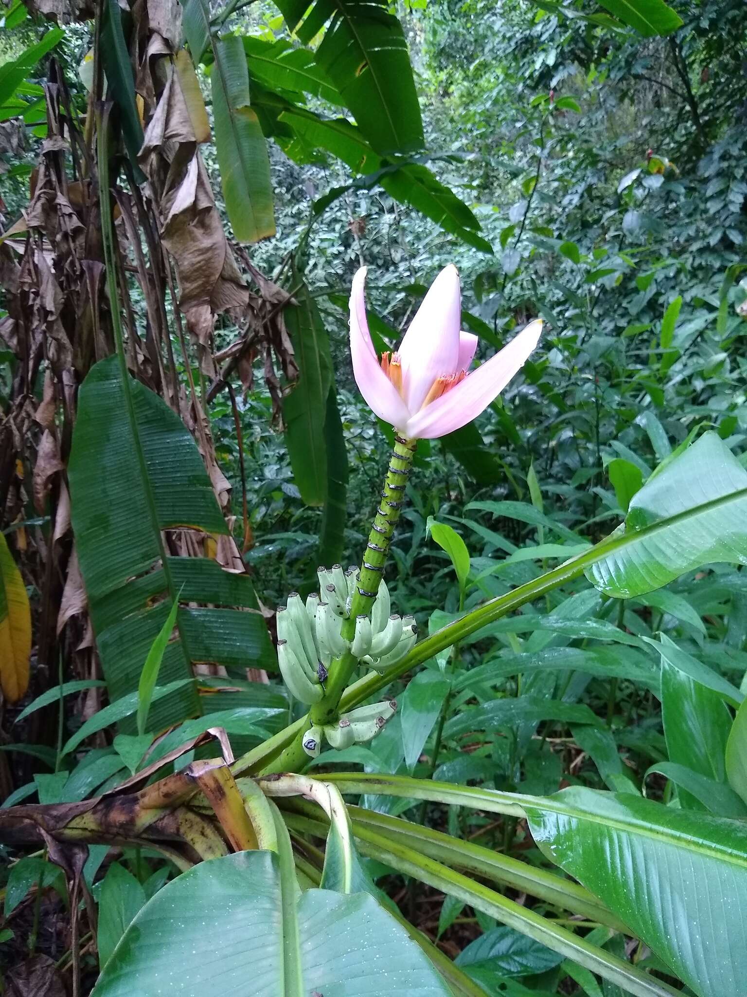 Image of Musa ornata Roxb.