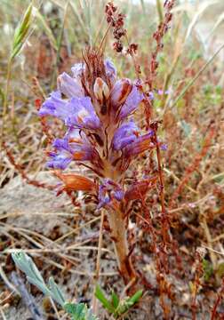 Image of Phelipanche arenaria (Borkh.) Pomel