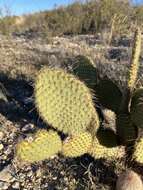 Image of Marble-fruit Prickly-pear Cactus