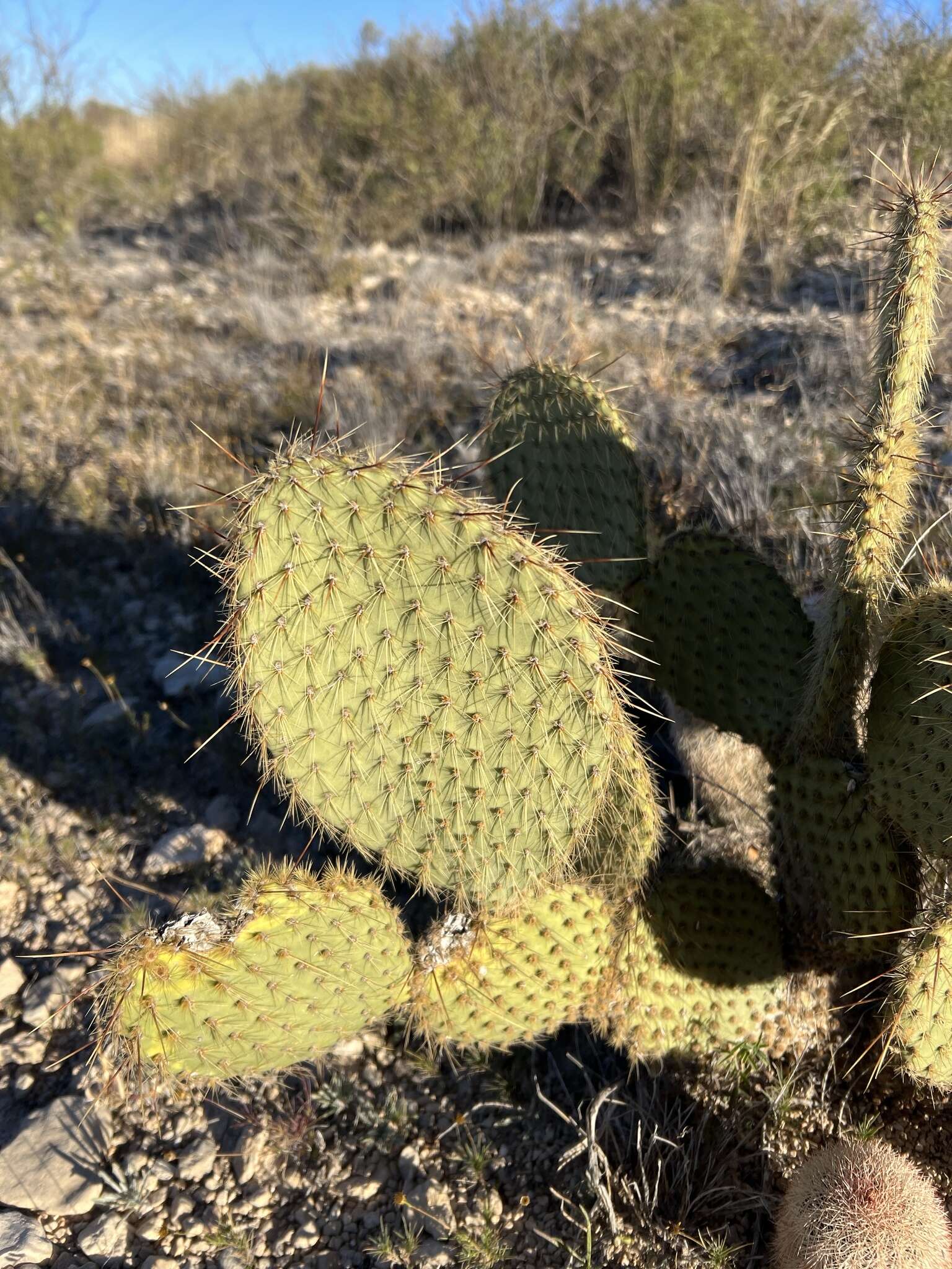 Sivun Opuntia strigil Engelm. kuva