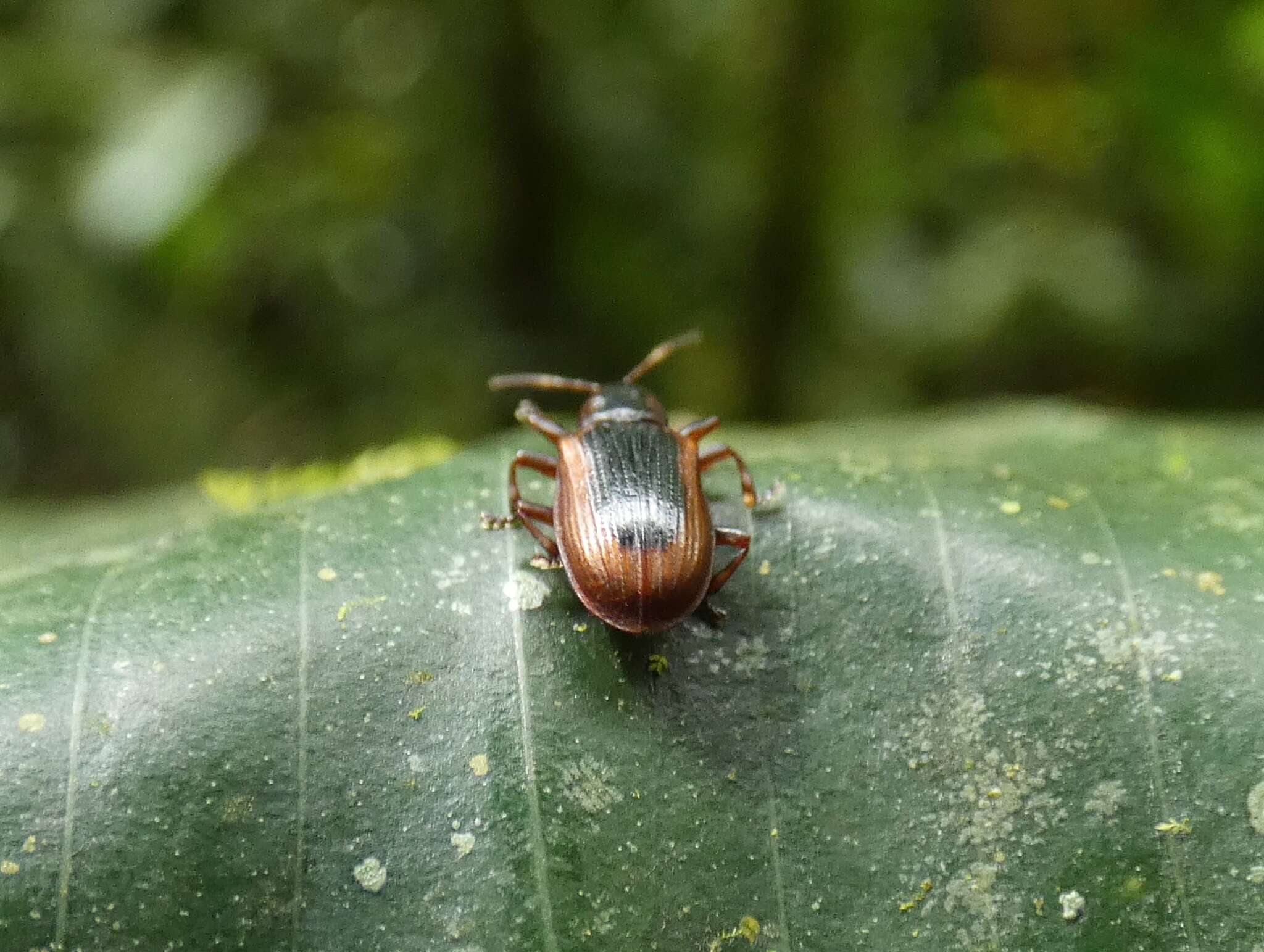 Image of Prosopodonta deplanata Uhmann 1927