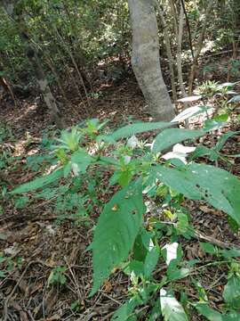 Sivun Ruellia foetida Humb. & Bonpl. ex Willd. kuva