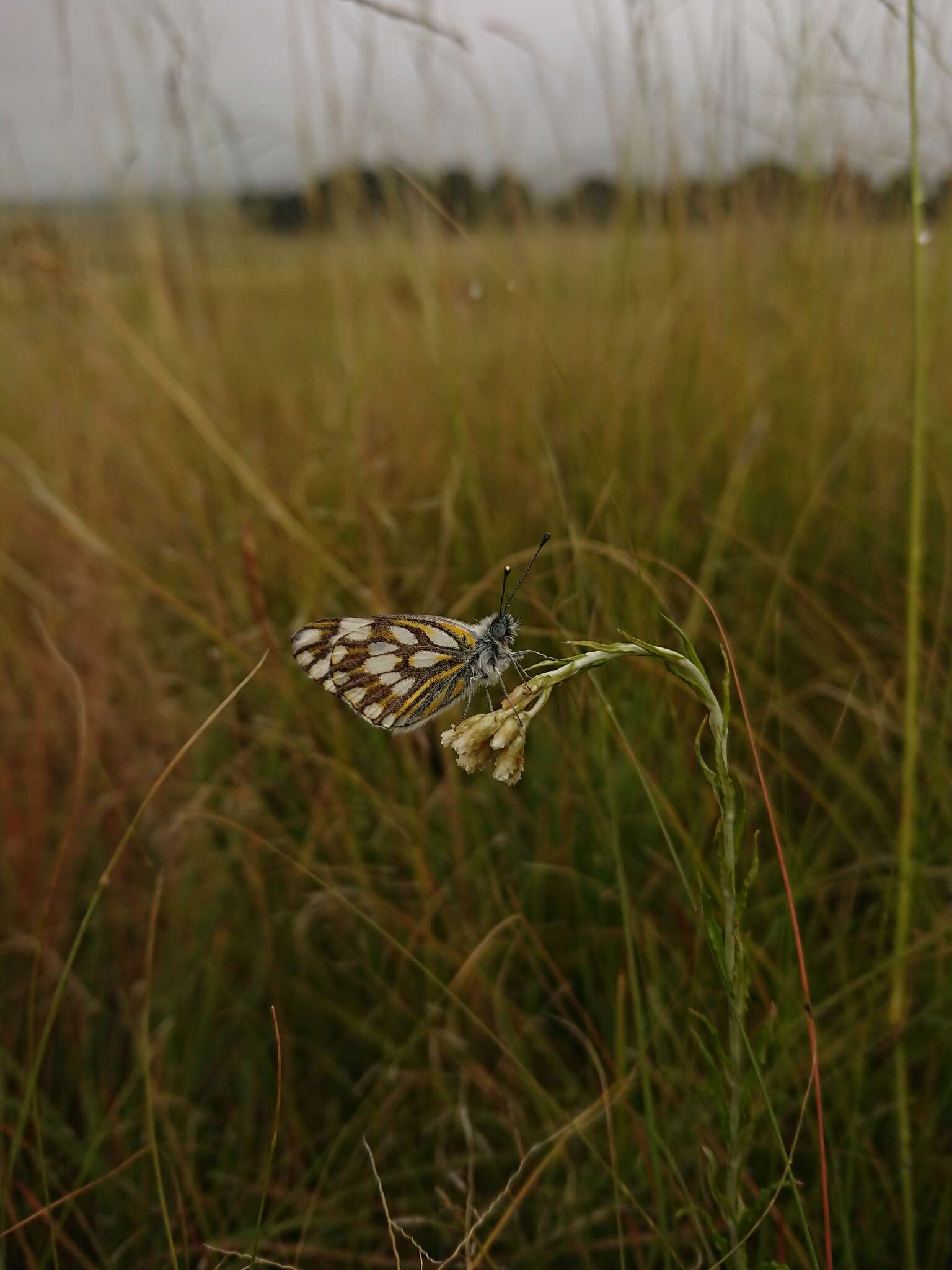 Image of Pontia helice (Linnaeus 1764)