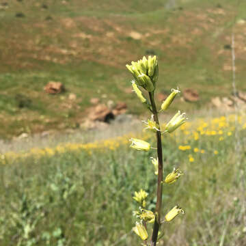 Image of yellow mustard