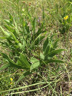 Image de Silphium albiflorum A. Gray