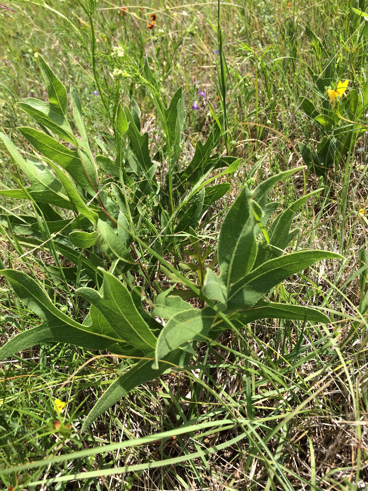 Image de Silphium albiflorum A. Gray