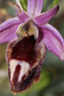 Image of Horseshoe bee-orchid