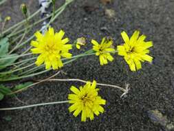 Image of lesser hawkbit