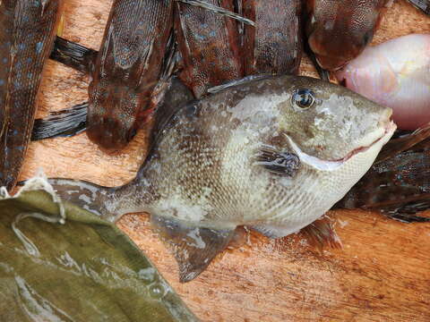 Image of Triggerfish