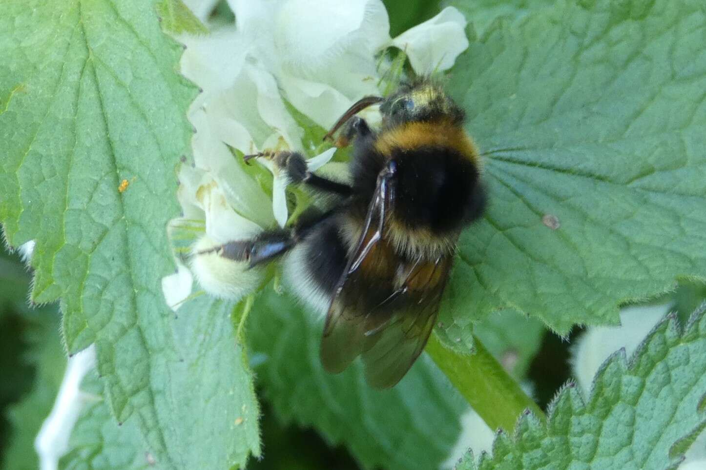 Plancia ëd Bombus hortorum (Linnaeus 1761)