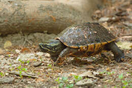 Image of Malayan snail-eating turtle