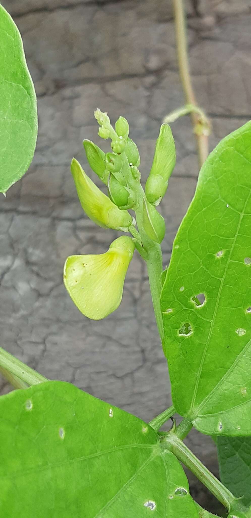 Image of notched cowpea