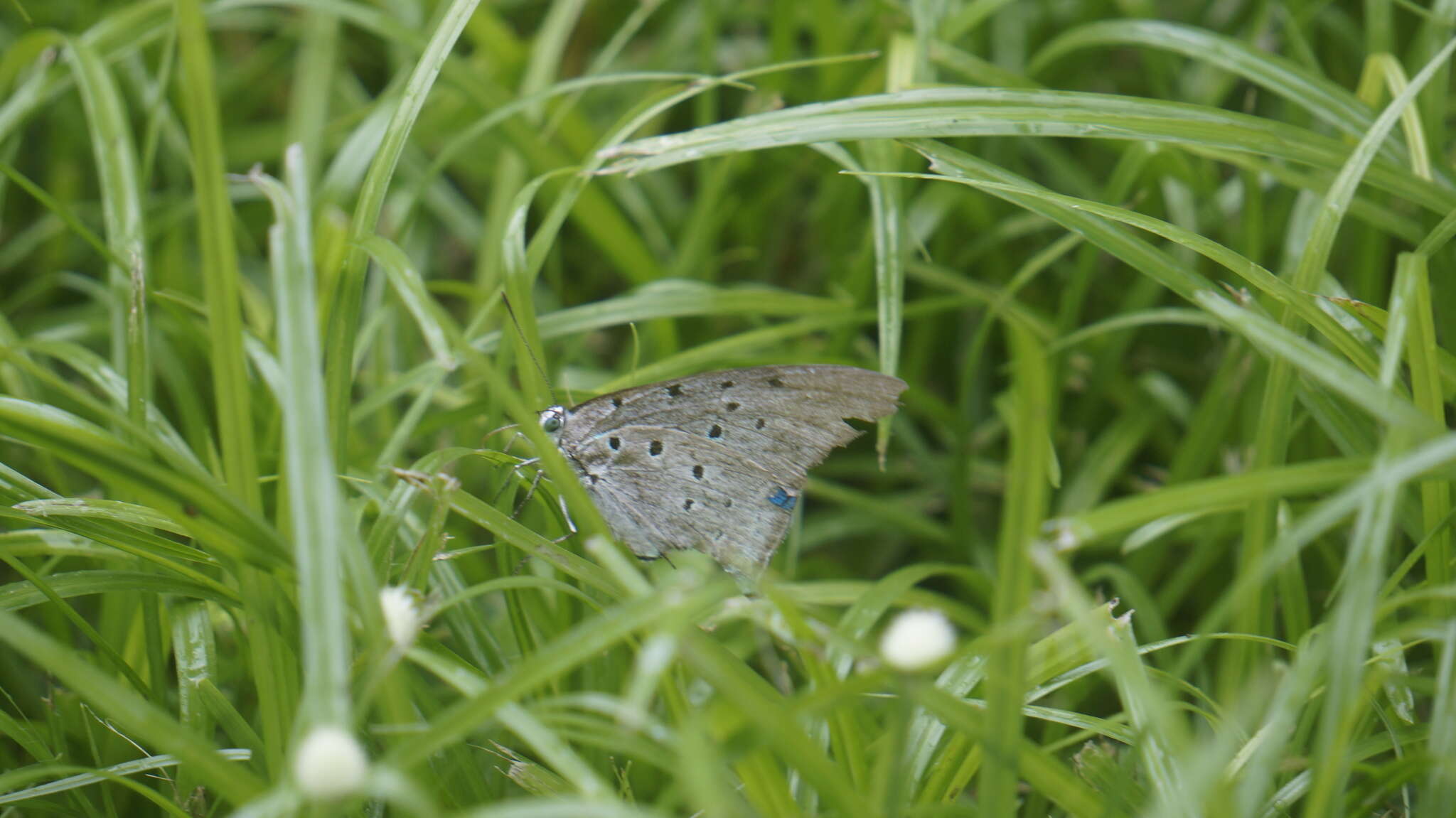 Imagem de Pseudolycaena marsyas (Linnaeus 1758)