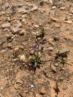 Image of Hooveria purpurea var. reducta