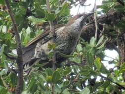 Image of Little Wattlebird