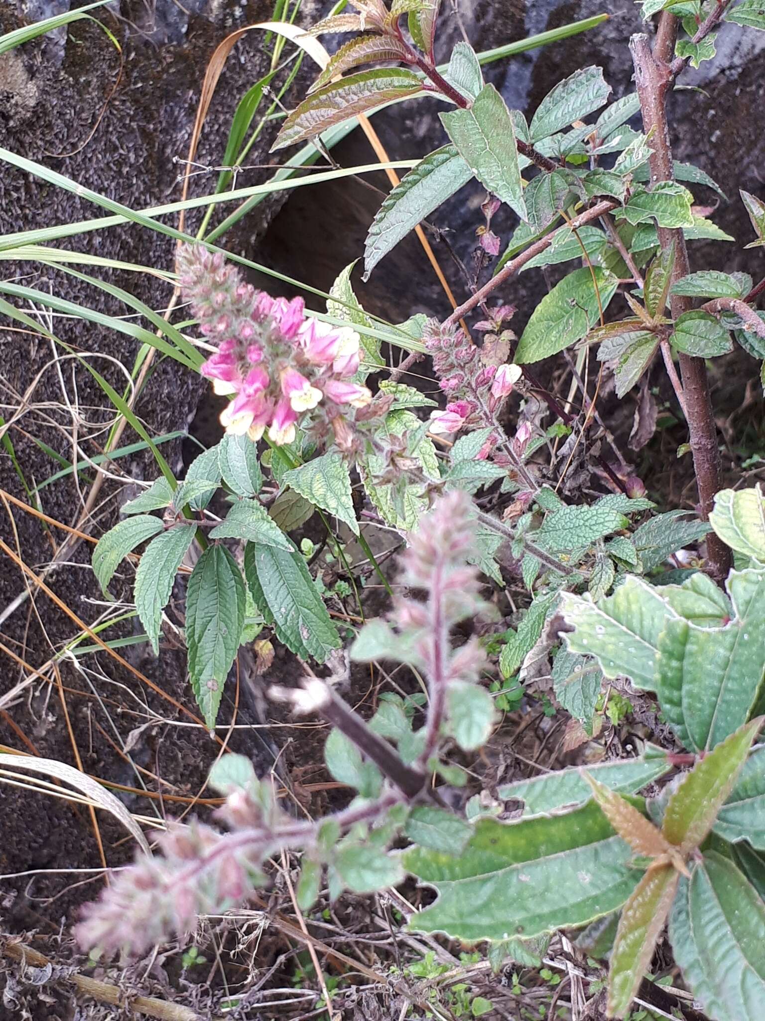 Lindenbergia philippensis (Cham. & Schltdl.) Benth. resmi