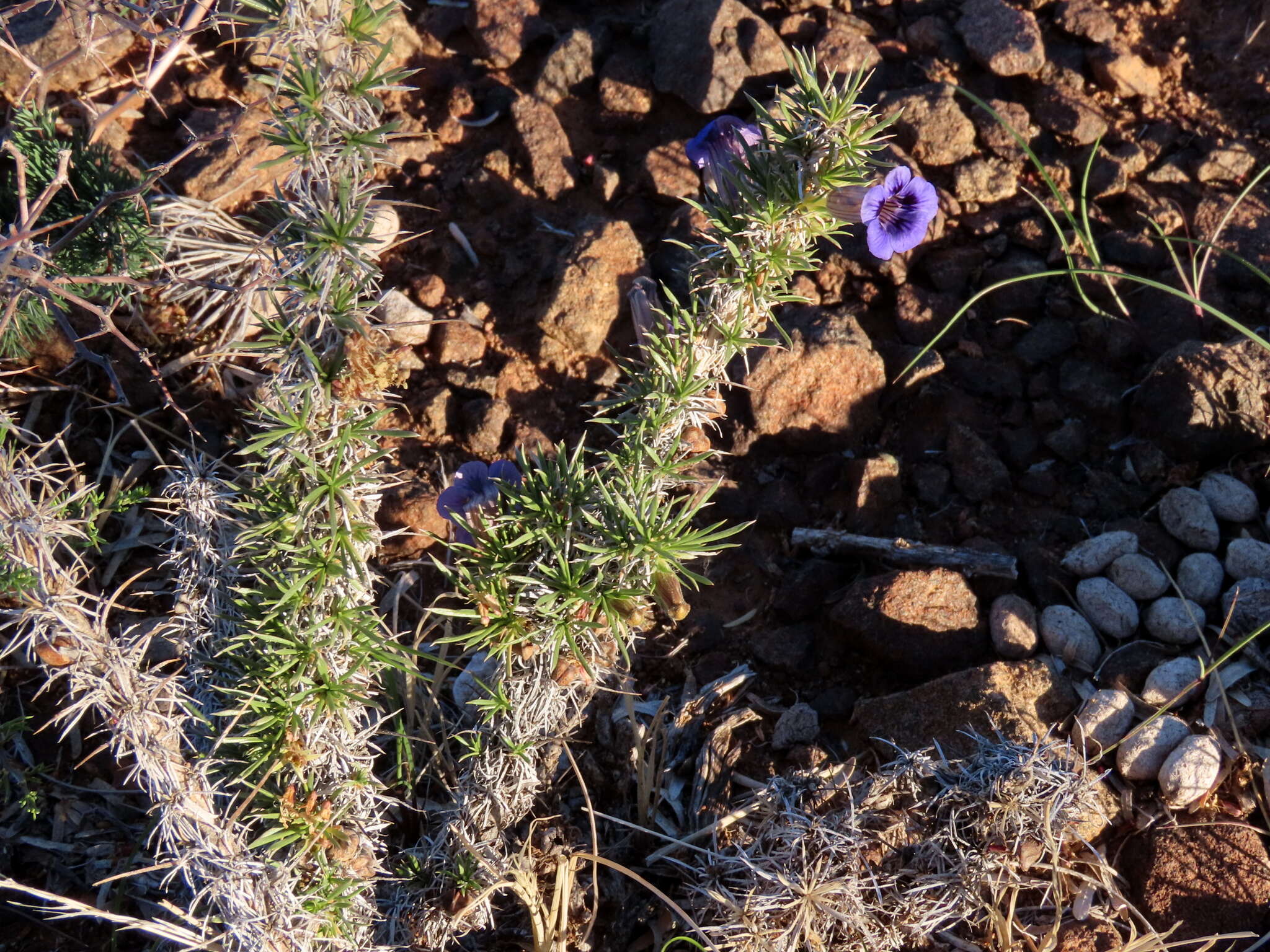 Image of Aptosimum spinescens (Thunb.) Weber