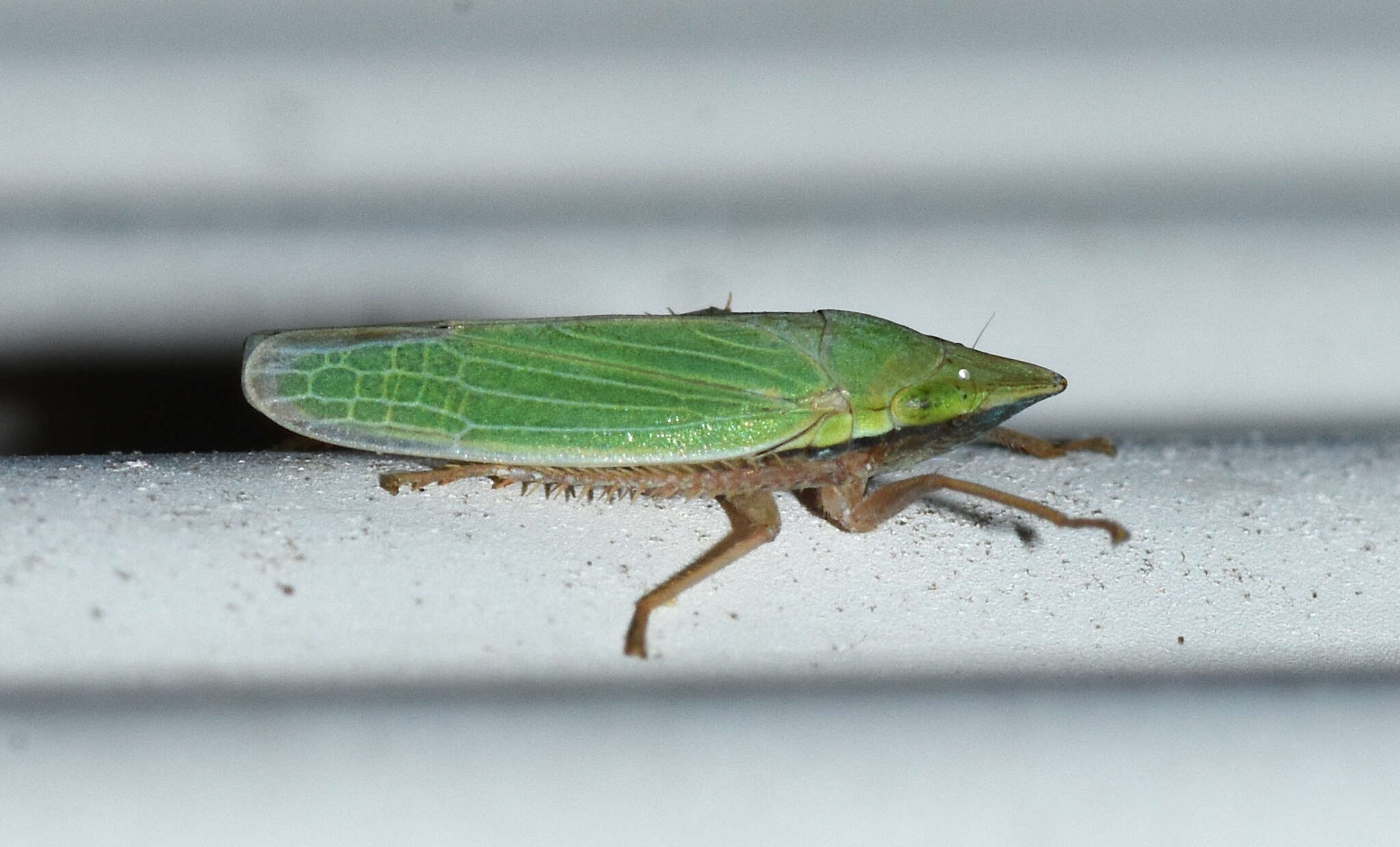 Image of Draeculacephala bradleyi Van Duzee 1915