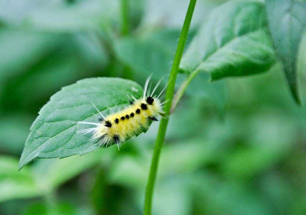 Слика од Lophocampa maculata Harris 1841