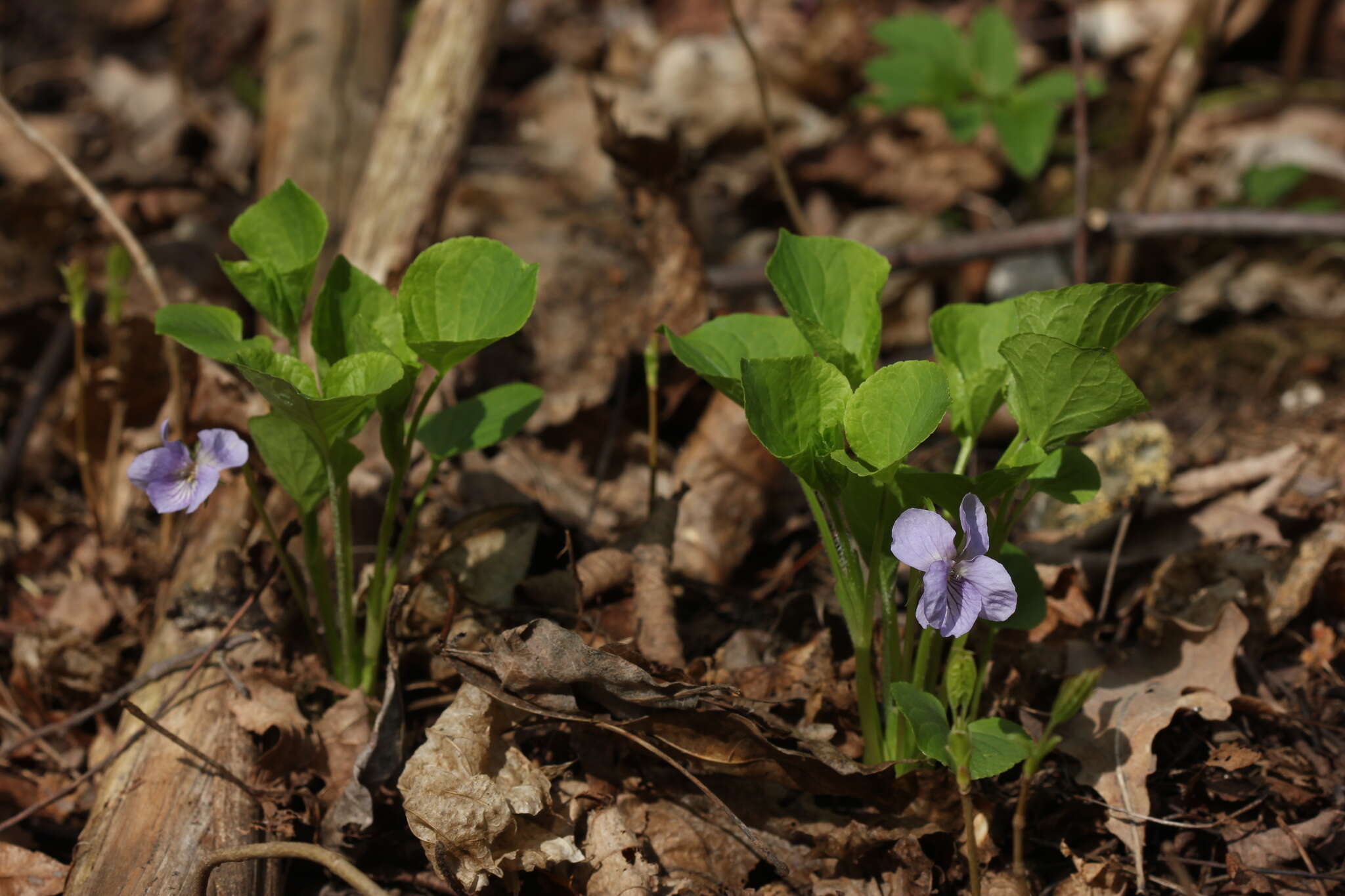 Image de Violette admirable